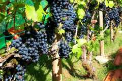 7318bfa8-42a7-44b4-8211-7d08f61a9dac