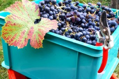 c1283a0b-1f02-4057-b84c-045474894627